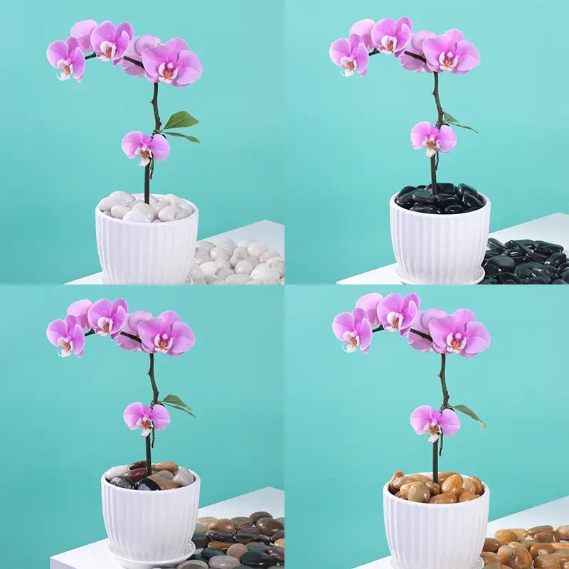 Decorative Polished Pebbles 2-3Cm, Ideal for Indoor Plants & Outdoor Gardens, Perfect for Vases, Aquariums, Festive Decorations